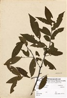 藏品(平遮那灰木)的圖片